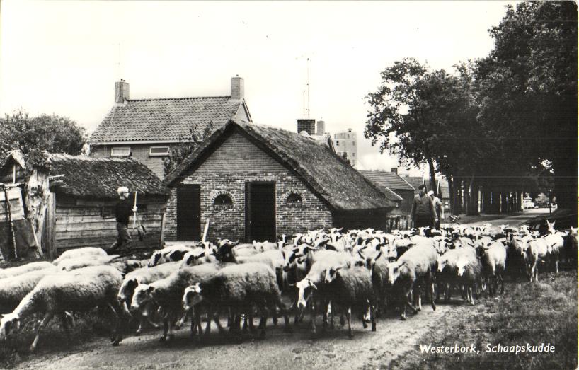 kaart
