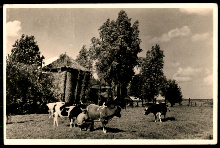 kaart