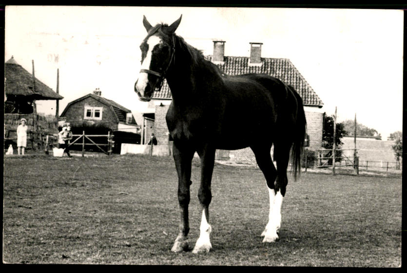 kaart