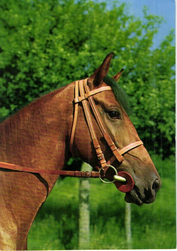 kaart